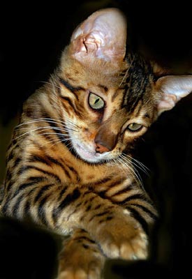 Bengal kittens for sale