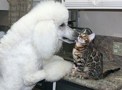 Bengal Kittens And Bengal Cats Of Summermist