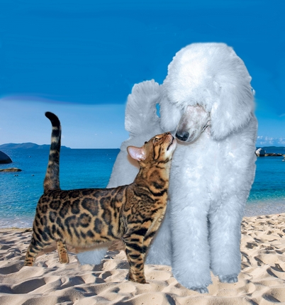 Bengal Kittens And Bengal Cats Of Summermist