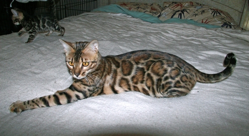 Bengal Kittens For Sale