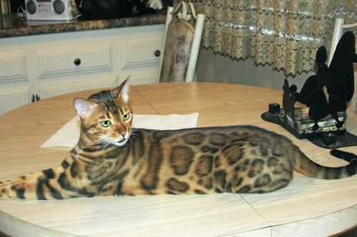 Bengal Kittens For Sale
