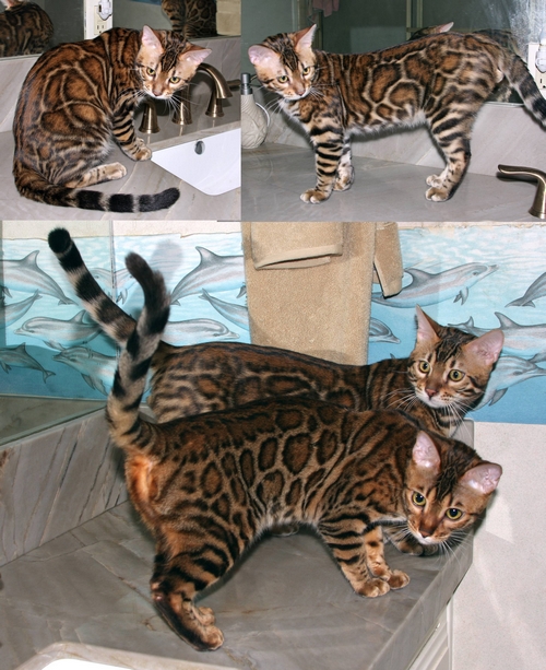 Bengal Kittens For Sale