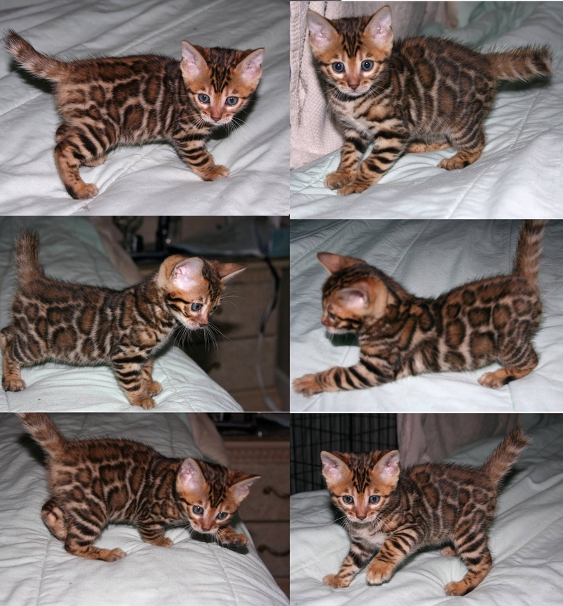 Bengal Kittens For Sale