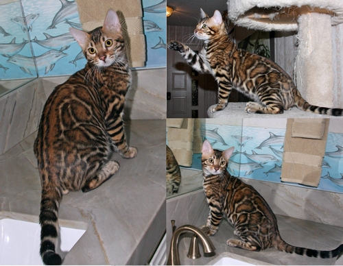 Bengal Kittens For Sale