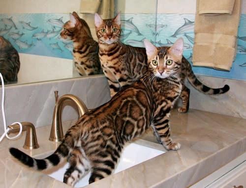 Bengal Kittens For Sale