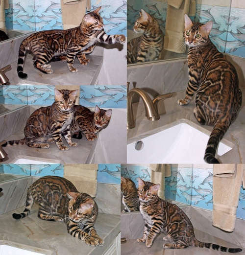 Bengal Kittens For Sale
