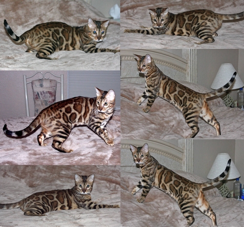 Bengal Kittens San Diego