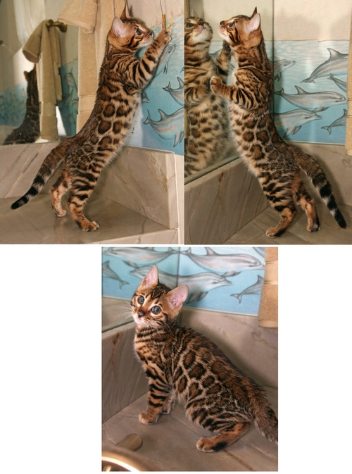 Bengal Kittens San Diego