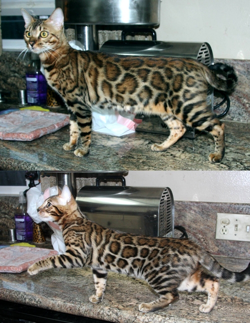 Bengal Kittens San Diego