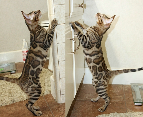 Bengal Kittens San Diego