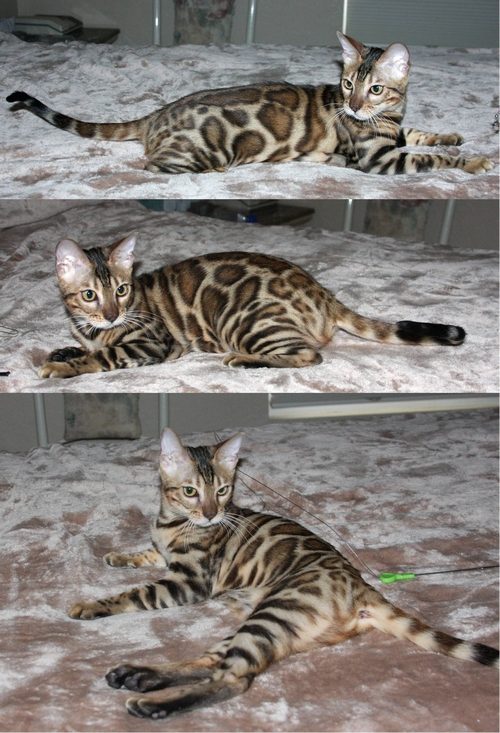 Bengal Kittens San Diego