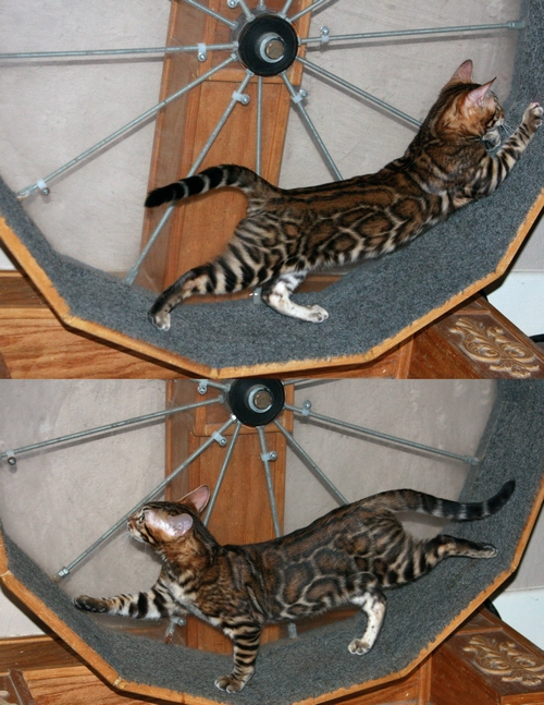 Bengal Kittens For Sale