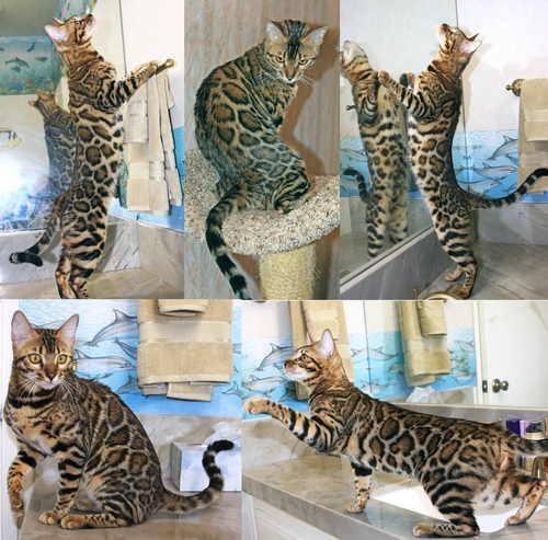 Bengal Kittens for Sale