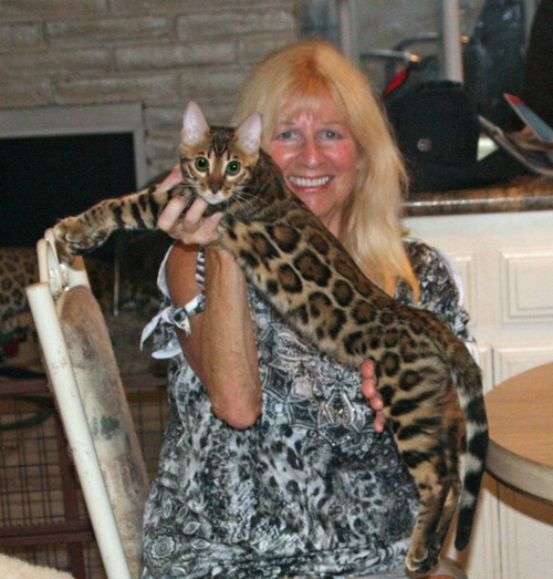 Bengal Kittens San Diego