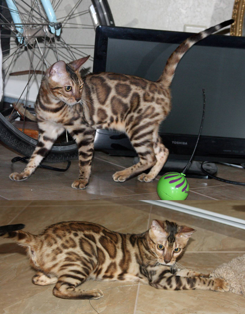 Bengal Kittens San Diego