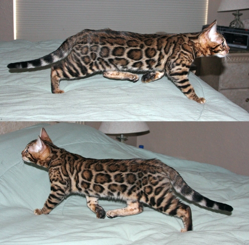 Bengal Kittens San Diego
