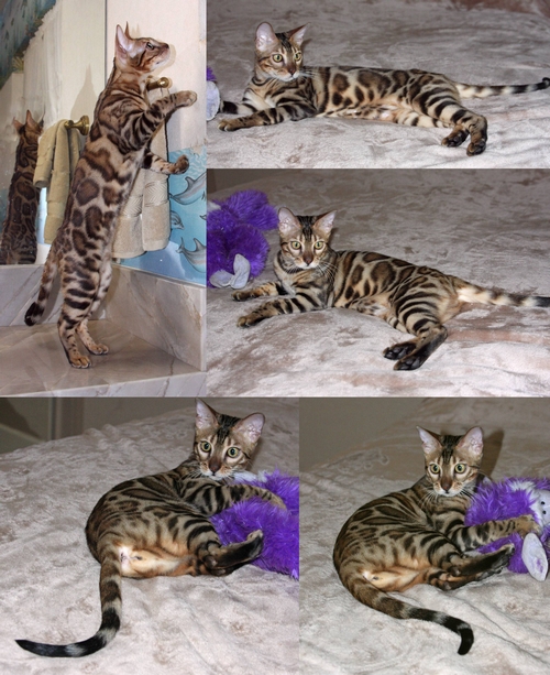 Bengal Kittens San Diego