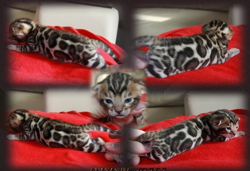 Bengal Kittens San Diego