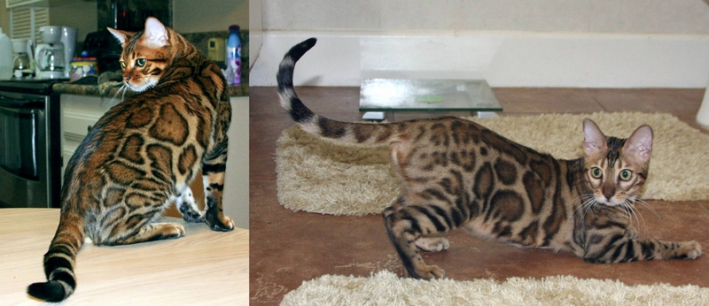 Bengal Kittens For Sale