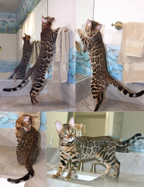 Bengal Kittens San Diego