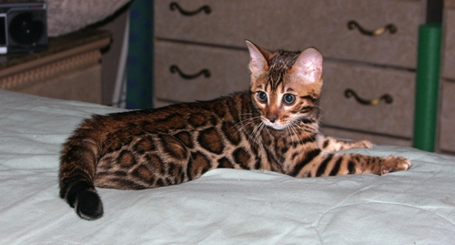 Bengal Kittens San Diego