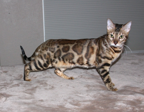 Bengal Kittens San Diego