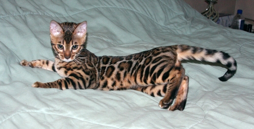 Bengal Kittens San Diego