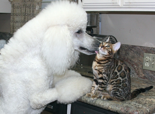 Bengal Kittens San Diego