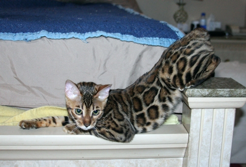 Bengal Kittens San Diego