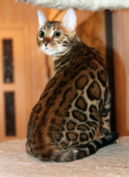 Bengal Kittens San Diego