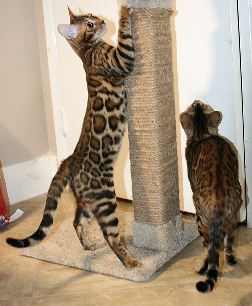 Bengal Kittens San Diego