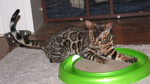 Bengal Kittens San Diego