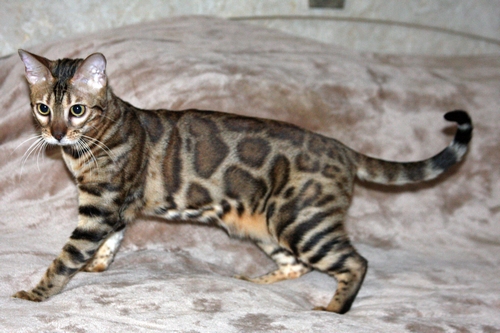 Bengal Kittens San Diego
