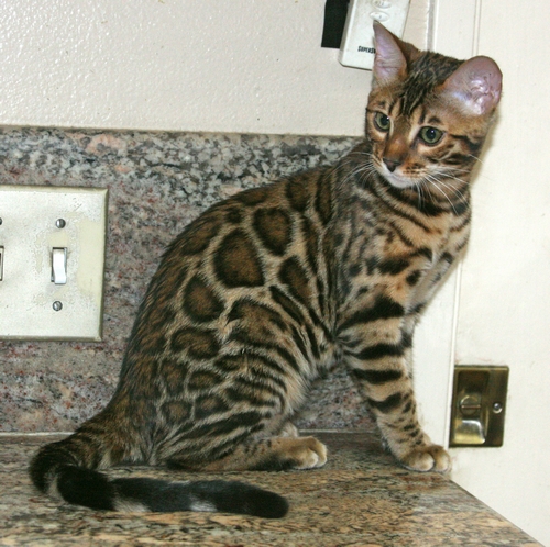 Bengal Kittens San Diego