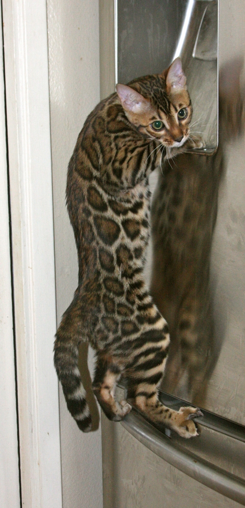 Bengal Kittens San Diego