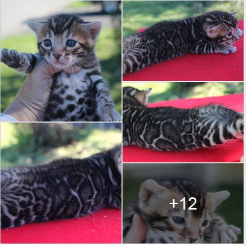 Bengal Kittens For Sale