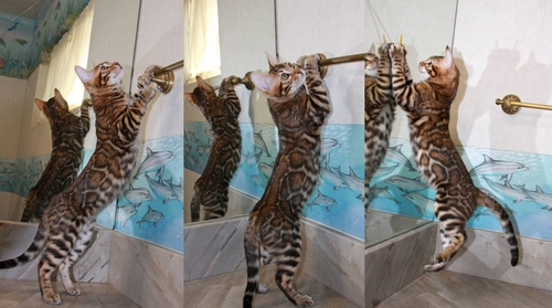 Bengal Kittens For Sale