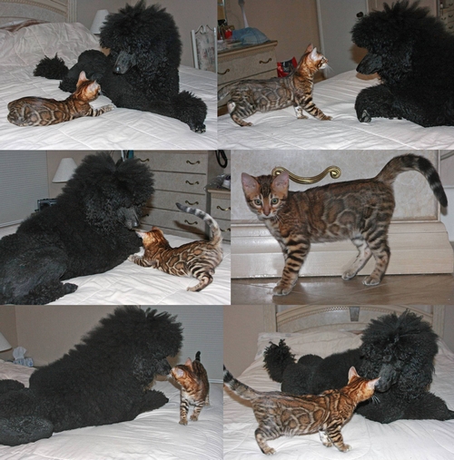 Bengal Kittens For Sale