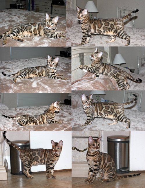 Bengal Kittens San Diego