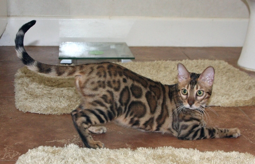 Bengal Kittens San Diego