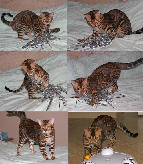 Bengal Kittens For Sale