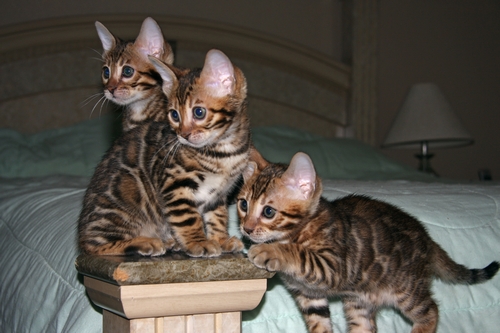 Bengal Kittens San Diego