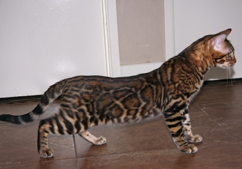 Bengal Kittens For Sale