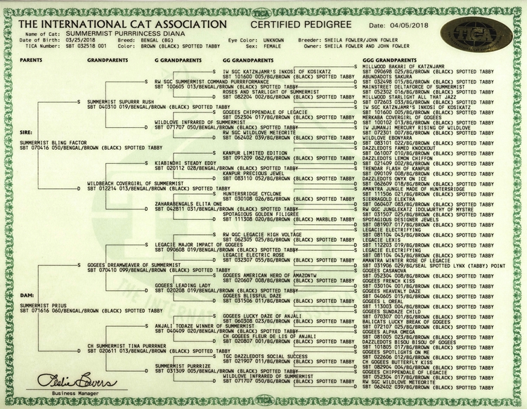 Bengal Kittens for Sale - Bengal Cats Of Summermist