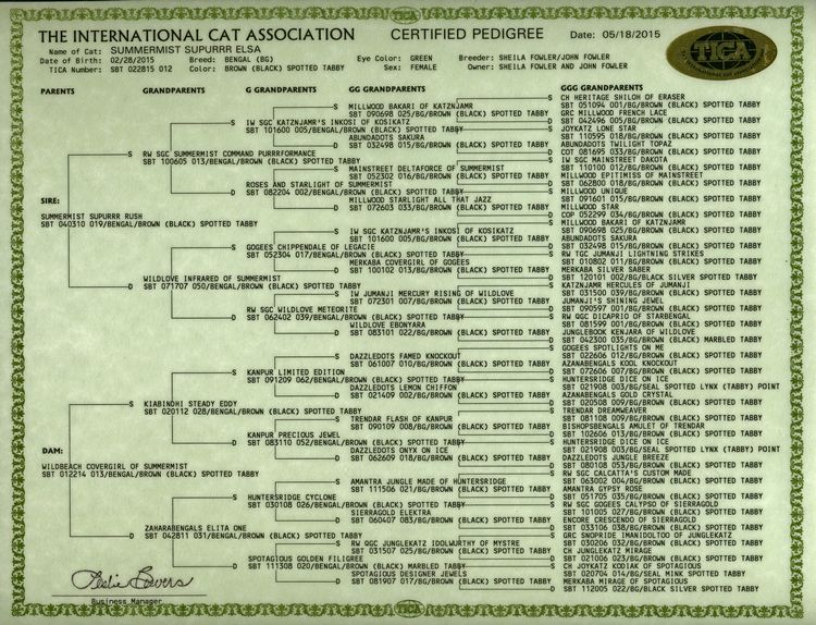 Bengal Kittens for Sale - Bengal Cats Of Summermist