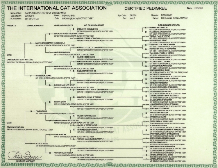 Bengal Kittens for Sale - Bengal Cats Of Summermist