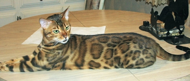 Bengal Kittens for Sale - Bengal Cats Of Summermist