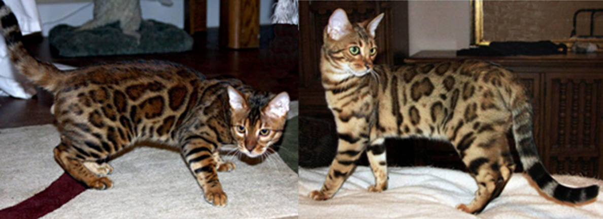 Bengal Kittens for Sale - Bengal Cats Of Summermist