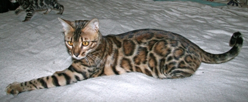 Bengal Kittens for Sale - Bengal Cats Of Summermist