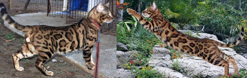 Bengal Kittens for Sale - Bengal Cats Of Summermist